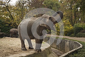 An angry elephant blows its trunk with its mouth open at the edge of the ditch. A terrifying large animal. Wild Elephant
