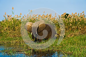 Angry elephant charging