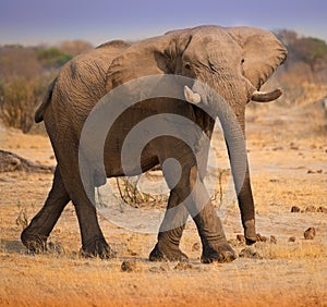 Angry elephant ready to charge