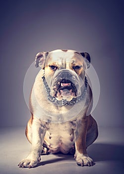 Angry English bulldog