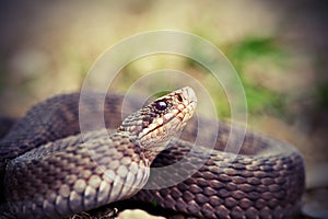 Angry european common adder close up