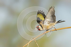 Angry European Goldfinch Carduelis carduelis on a branch.