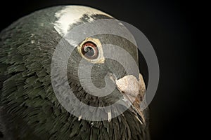 Angry eyes of speed racing pigeon bird