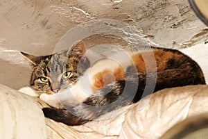 Angry face of domestic cat that I`m disturbing her again. A multi colored cat sleeping on pipe where trying to heat up