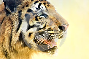 Angry face of Royal Bengal Tiger, Panthera Tigris, India