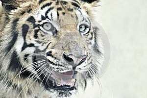 Angry face of Royal Bengal Tiger, Panthera Tigris, India