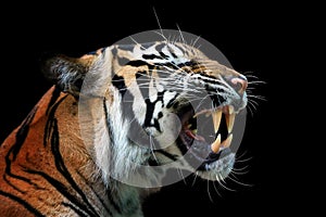 Angry face of sumatran tiger