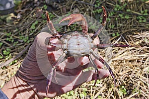 Angry female ricefield crab in hand