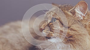 Angry fighting  hissing cat on gray studio background, animal emotions,fear and hostility, aggression and protection