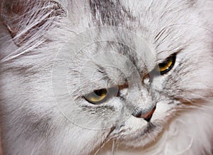 Angry fluffy cat
