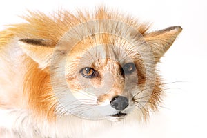 Angry Fox