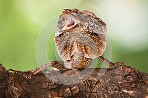 The angry frilled lizard photo