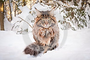 Angry frozen cat on snow, looks angrily at the camera. Worn-out pet freezes outside in severe frost.