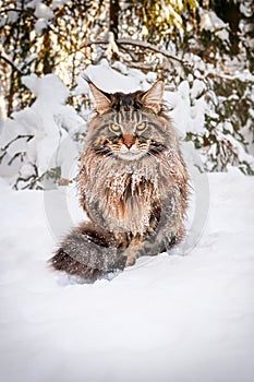 Angry frozen cat on snow, looks angrily at the camera. Worn-out pet freezes outside in severe frost.