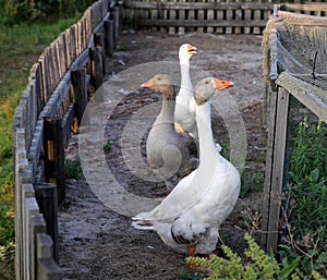 Angry geeses in Latvia farm