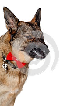 Angry german shepherd dog