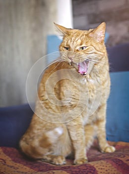 Angry ginger cat sitting on the sofa and hissing with mouth open.