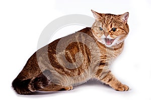 Angry ginger tabby cat hisses and attacks isolated on white