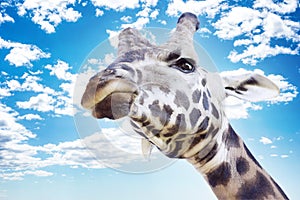 Angry Giraffe Looking Down Against Blue Sky