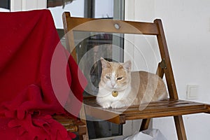 An angry gloomy cat lies on a wooden chair and watches. A red-white cat with a medallion around her neck lies on a chair