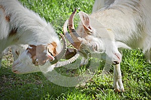 Angry goats fighting