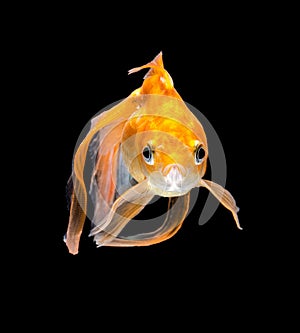 Angry Goldfish