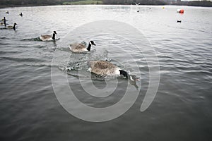 Angry Goose