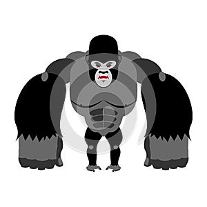 Angry gorilla on its hind legs. Aggressive Monkey on white background. Wild wrathful animal. Large ferocious predator. African st