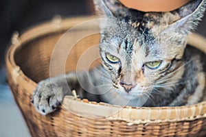 An angry gray and brown tabby cat in woven basket