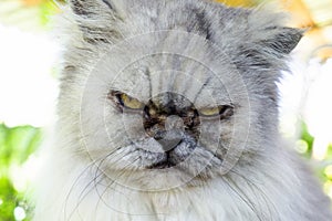 Angry gray cat with unhappy expression, portrait close up