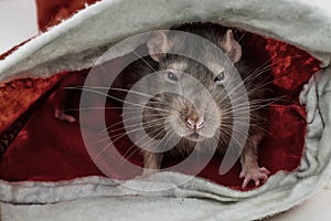 Angry gray rats with narrowed eyes sits in cover looking at the camera