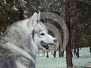 Angry gray wolf in winter forest