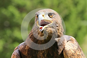 Angry Great Eagle with open beak and tongue out