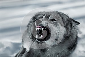 Angry grey grinning wolf in winter