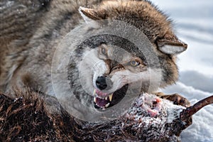 Angry Grey Wolf. European Wolf  Canis Lupus  With Bared Jaws And Yellow Eyes Protects Its Prey. Animal Grin. Wolf`s Gaze