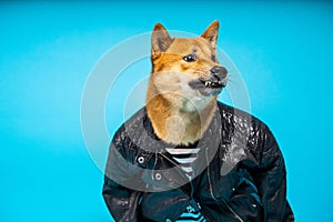 Angry grin funny dog Shiba Inu in bad ass black leather jacket