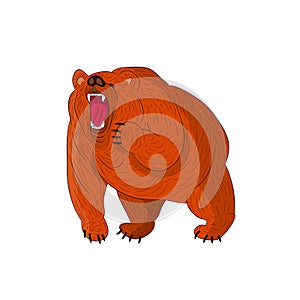 Angry grizzly bear brown growls, cartoon on white background.