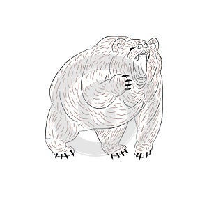 Angry grizzly bear growls, silhouette on white background.