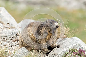 Angry high mountain marmot defending its lair