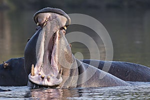 Angry Hippo photo