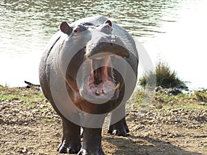 Angry Hippo