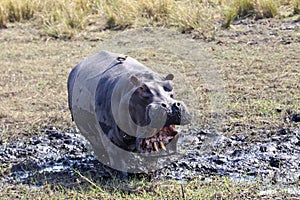 Angry Hippo