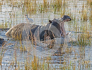 Angry Hippo Giving a Warning