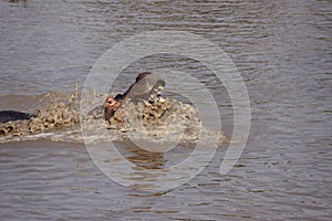 Angry Hippo in water