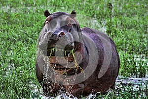 Angry hippopotamus in Africa photo