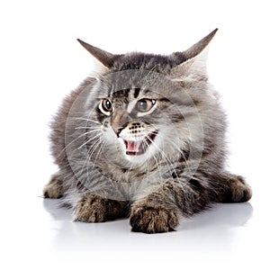 Angry hissing cat.