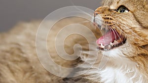 Angry hissing cat on gray studio background, animal emotions,fear and hostility, aggression and protection