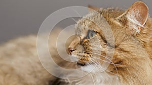 Angry hissing cat on gray studio background, animal emotions,fear and hostility, aggression and protection