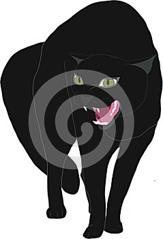 Angry hissing cat vector illustration. the black cat arched its back, hissing and baring its teeth. Halloween cat