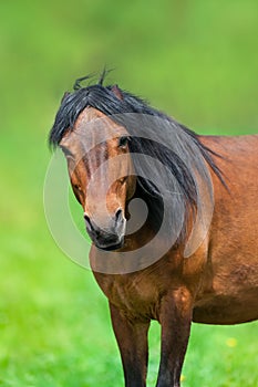 Angry horse portrait